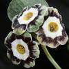 Auricula Yorkshire Grey - Abriachan Nurseries